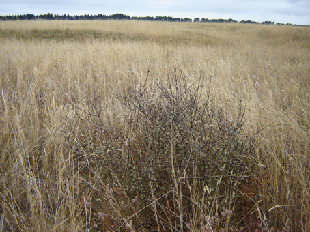 Can habitat restoration save endangered shrub?