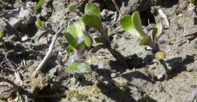 Saving a critically endangered native plant