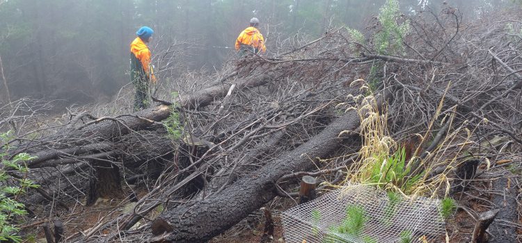 Seed supply limits native regeneration under wilding pines