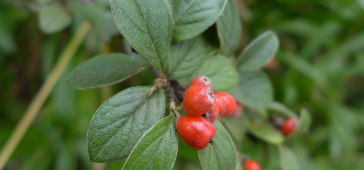 Fruit-eating animals spread invasive plants