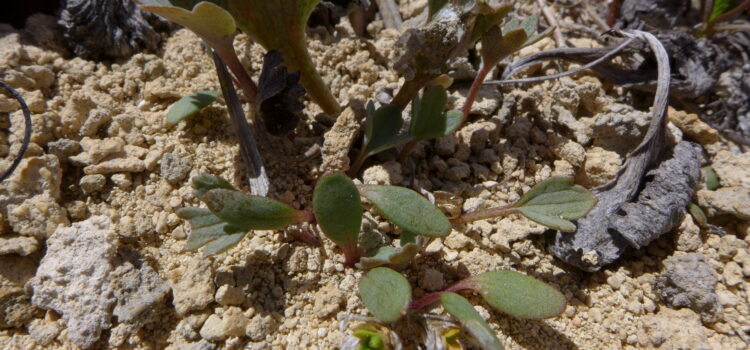 <strong>Elusive Castle Hill buttercup seedlings seen for first time in 43 years</strong>