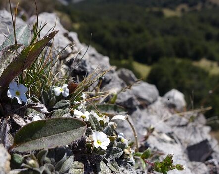 Serendipitous discovery of Castle Hill forget-me-not