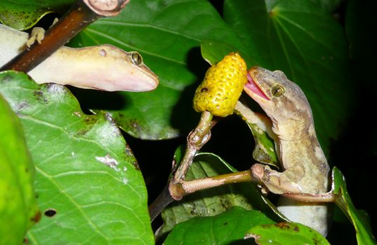 Lizards, berries & seed dispersal