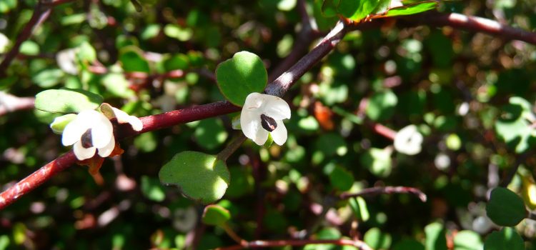 The secret life of shrubby tororaro seeds