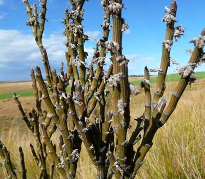 Hares, coral broom and long-lived seeds Hares, coral broom and long-lived seeds